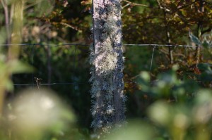 Chestnut fence post