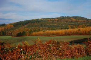 autumn larch