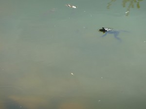 P1080979_sm